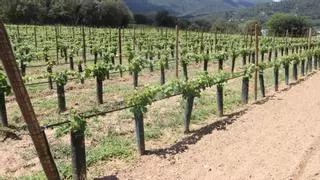 Recuperen una vinya al Pla de l’Estany que els romans ja cultivaven fa 2.000 anys