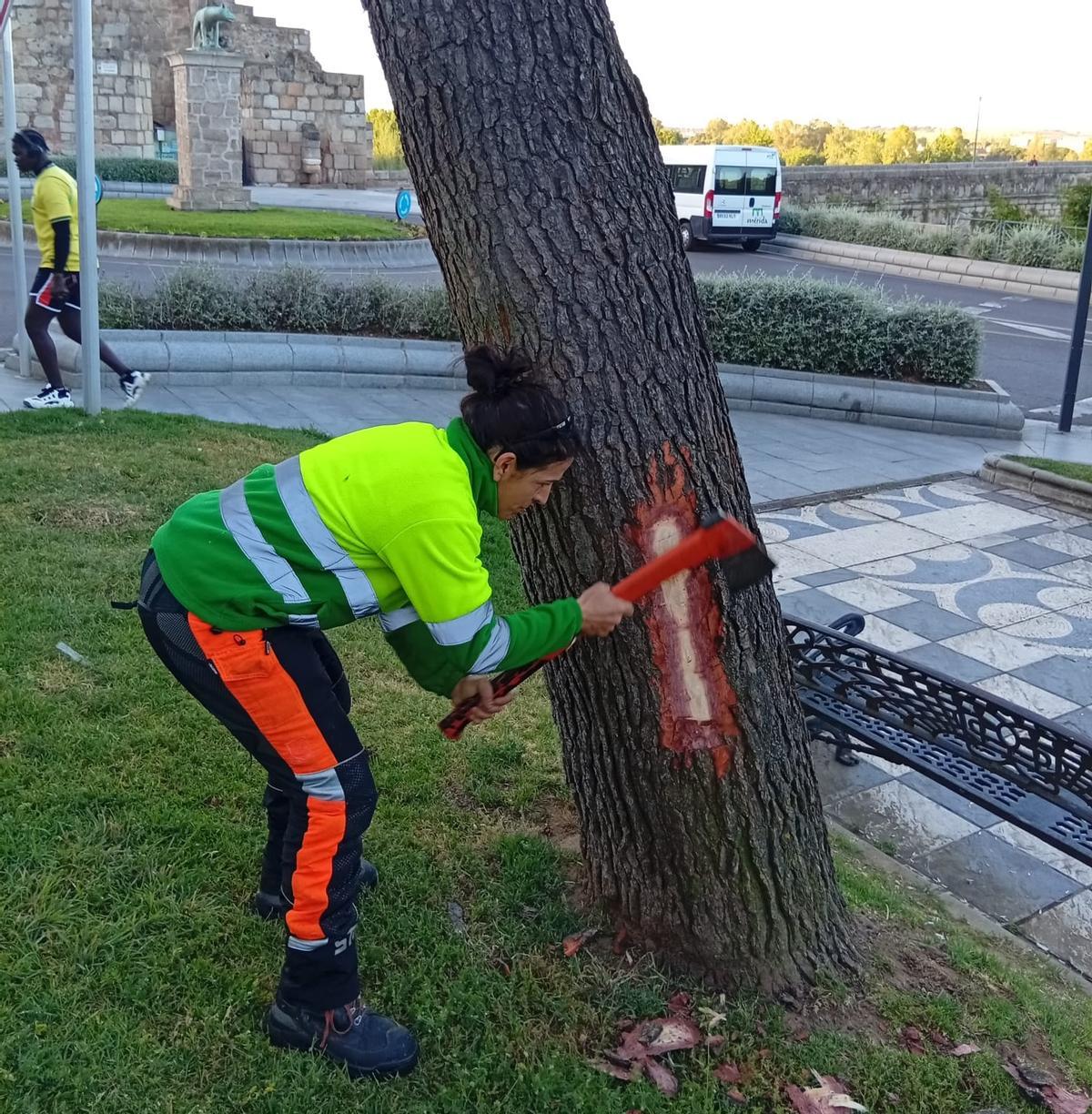 Trabajos en un pino afectado por el temporal.