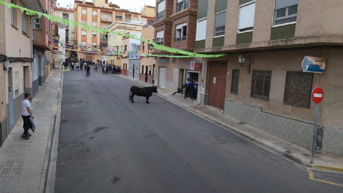 Una de las vacas que han soltado este sábado por las calles del barrio de la Morería en Onda.