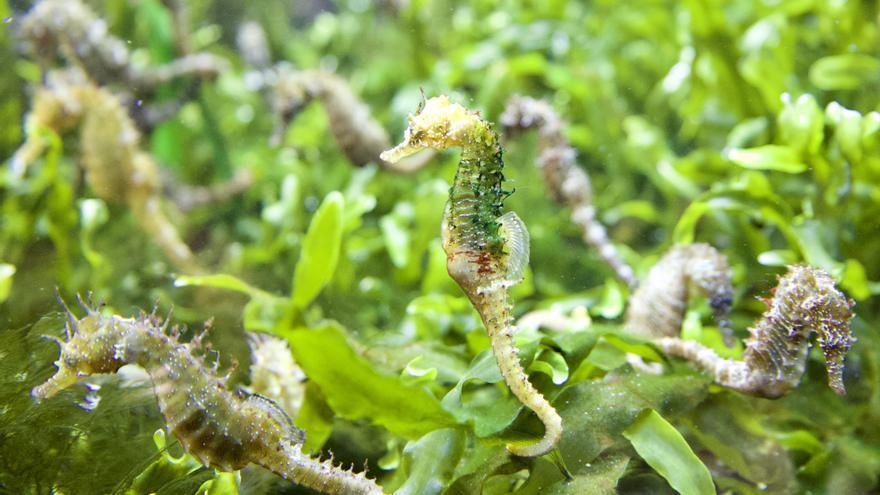 2.500 caballitos en el Mar Menor gracias a un proyecto de recuperación de cinco especies emblemáticas