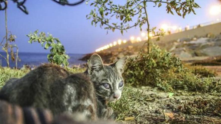 Torrevieja quiere castrar a 600 gatos callejeros