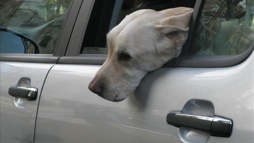 Mueren tres perros encerrados en un coche al sol