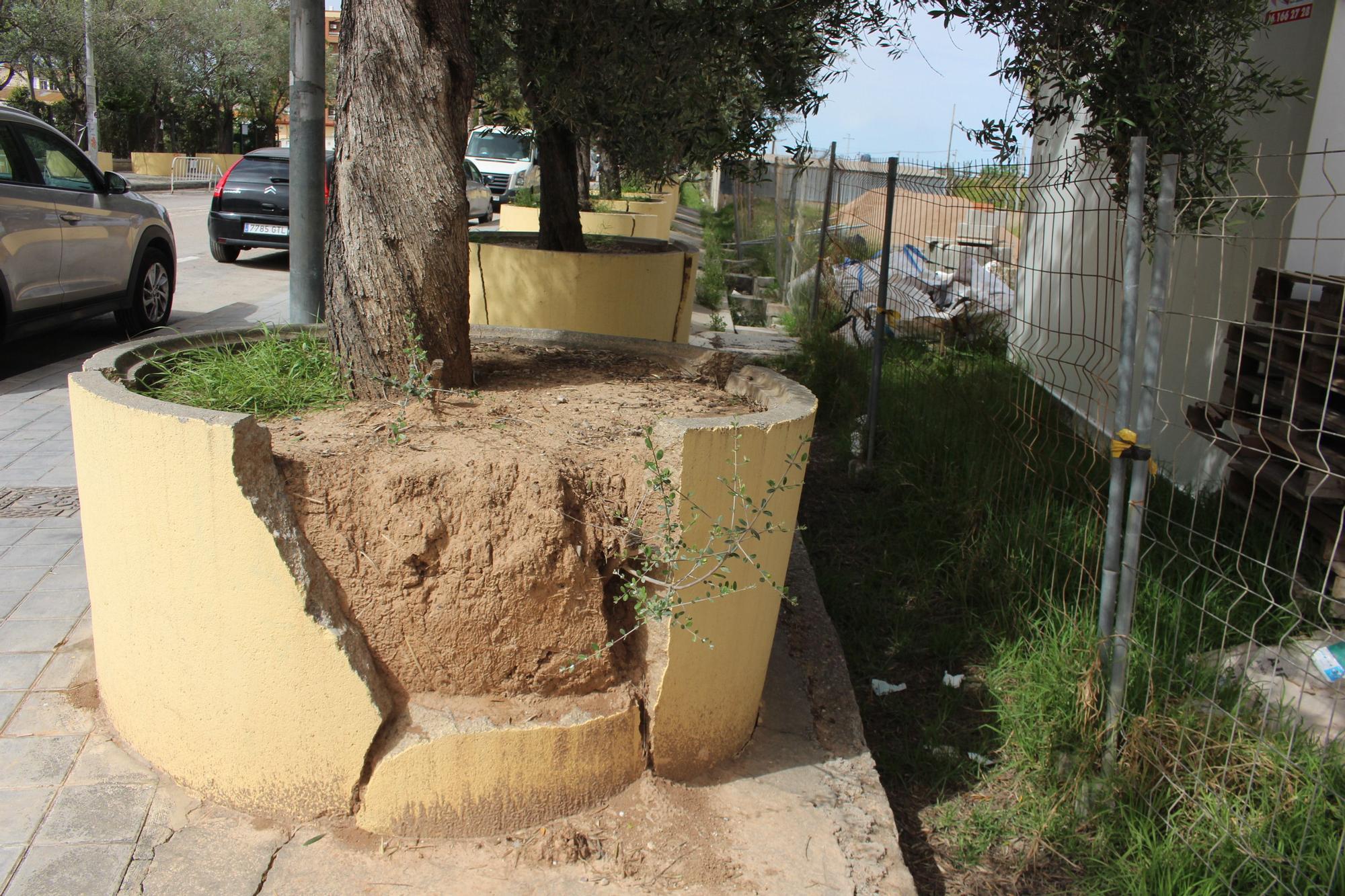 Los desbordados olivos de Castellar-Oliveral