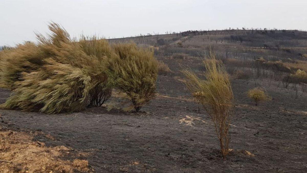 La huella del incendio en Figueruela de Abajo.