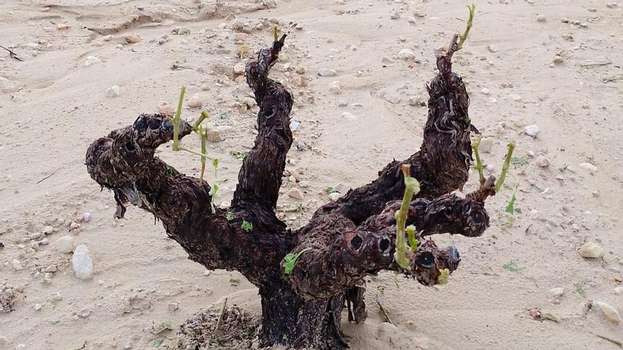 Cepas dañadas tras la granizada en Jumilla