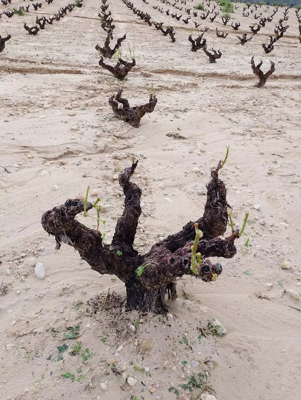 Severos daños en la DOP Jumilla por granizo