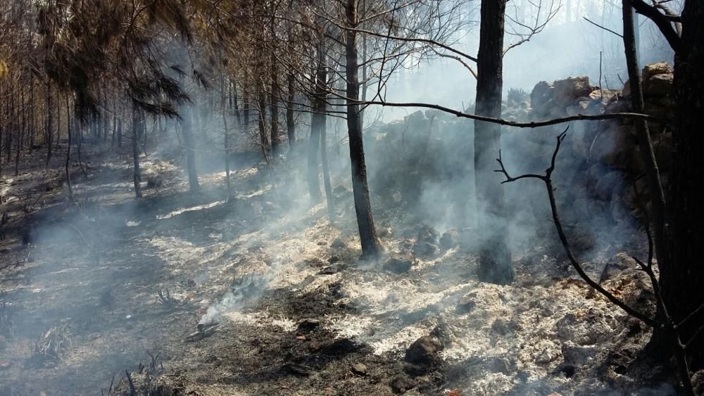 Feuerwehr bekämpft Waldbrand in Sant Elm