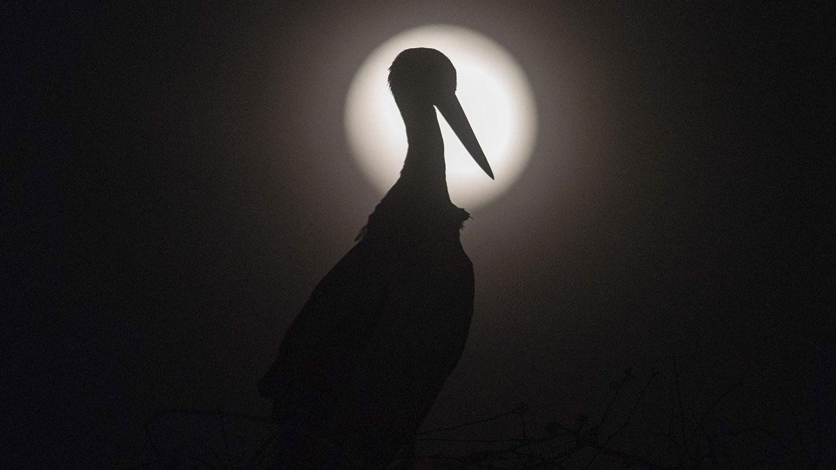 La luna rosa, vista tras una cigüeña, en la localidad de Rzanicino, cerca de Skopje