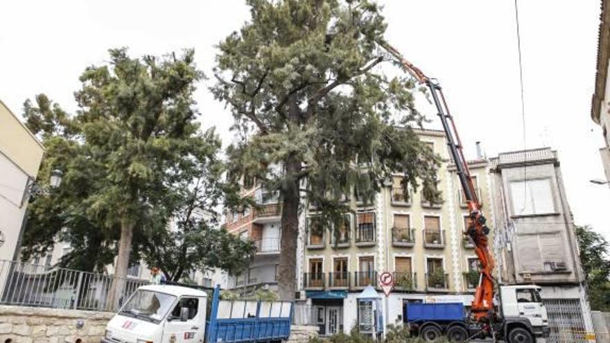 Jardines poda árboles de gran porte por el peligro de caídas