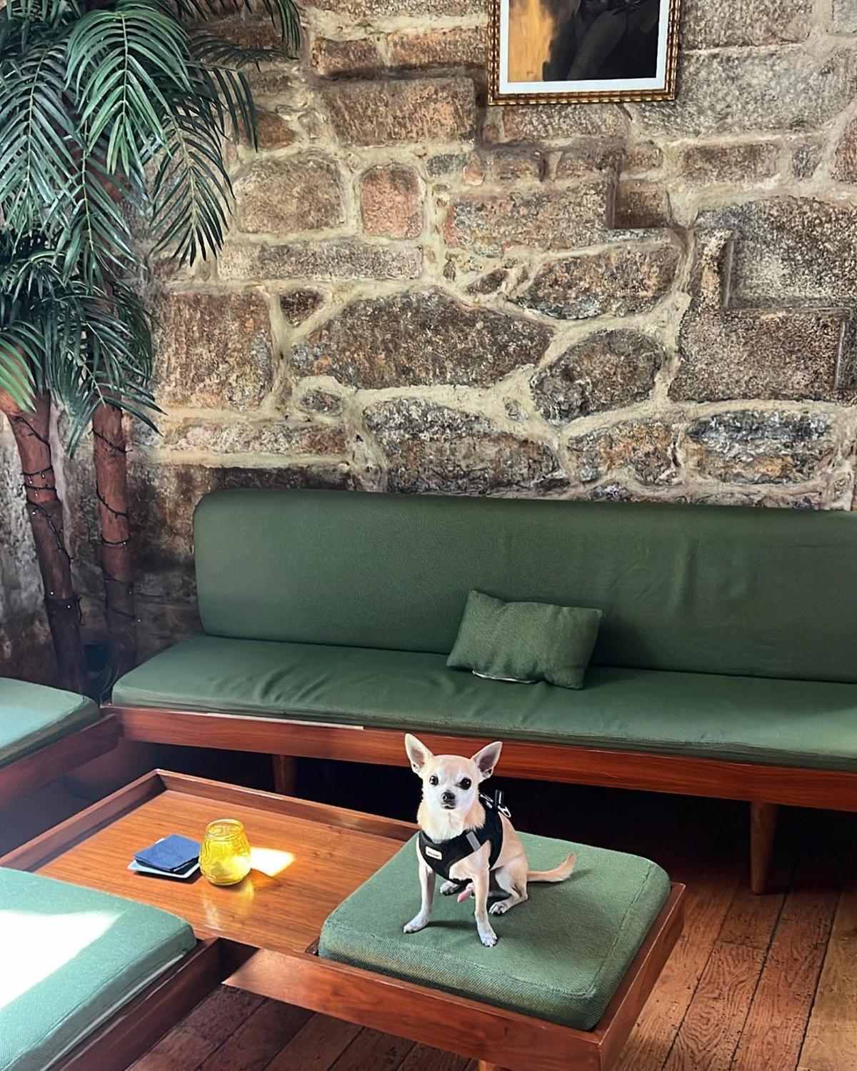 Un perro en Tico Tico.