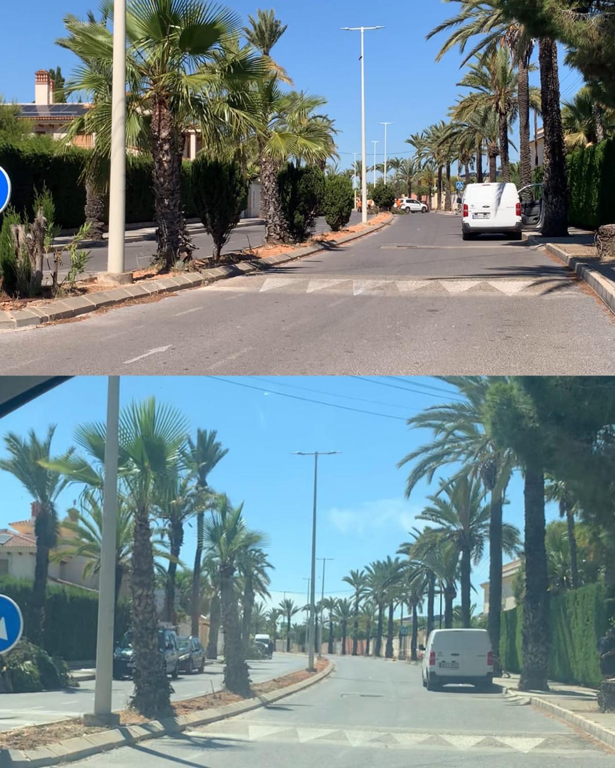 La tala que ha encendido a los vecinos de Cabo Roig en Orihuela Costa
