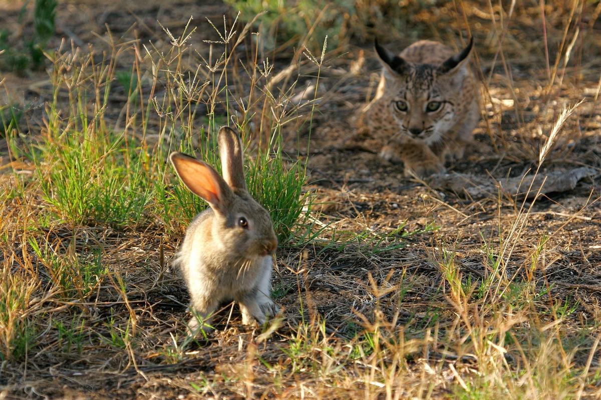 Lince acechando a un conejo.