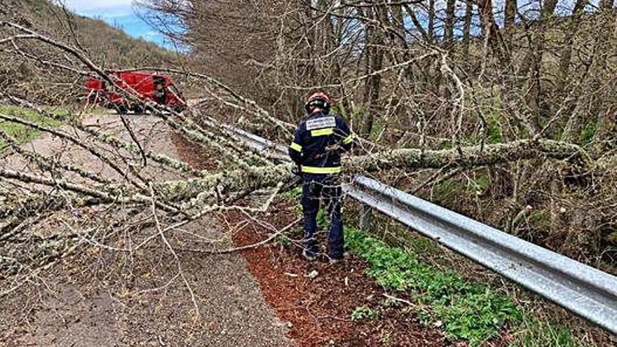 Bomberos retiran el árbol caído entre Domez y Samir.