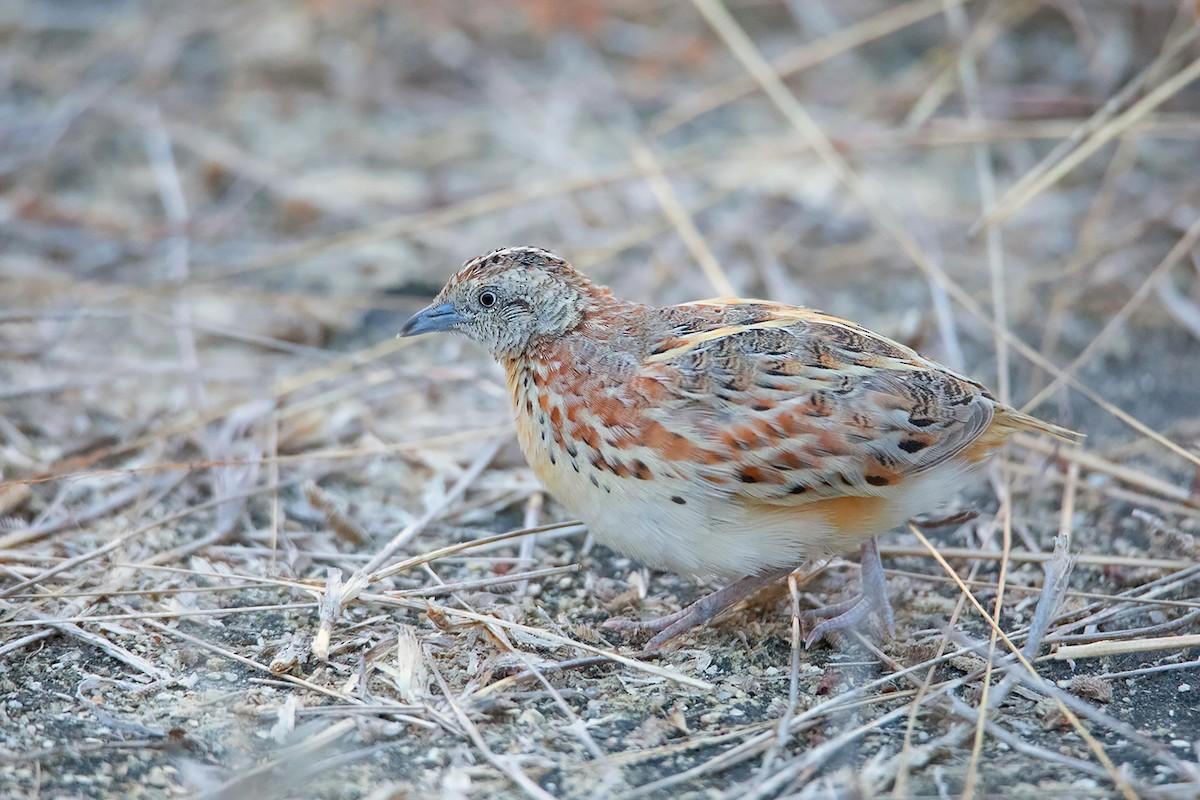 La especie se halla extinta en España