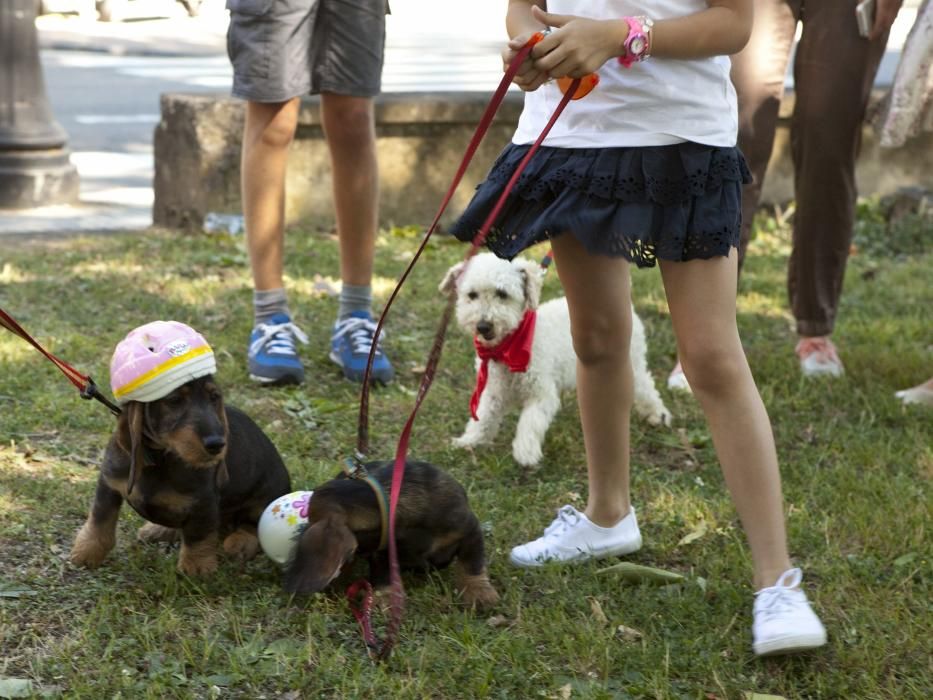 Desfile canino en Somió