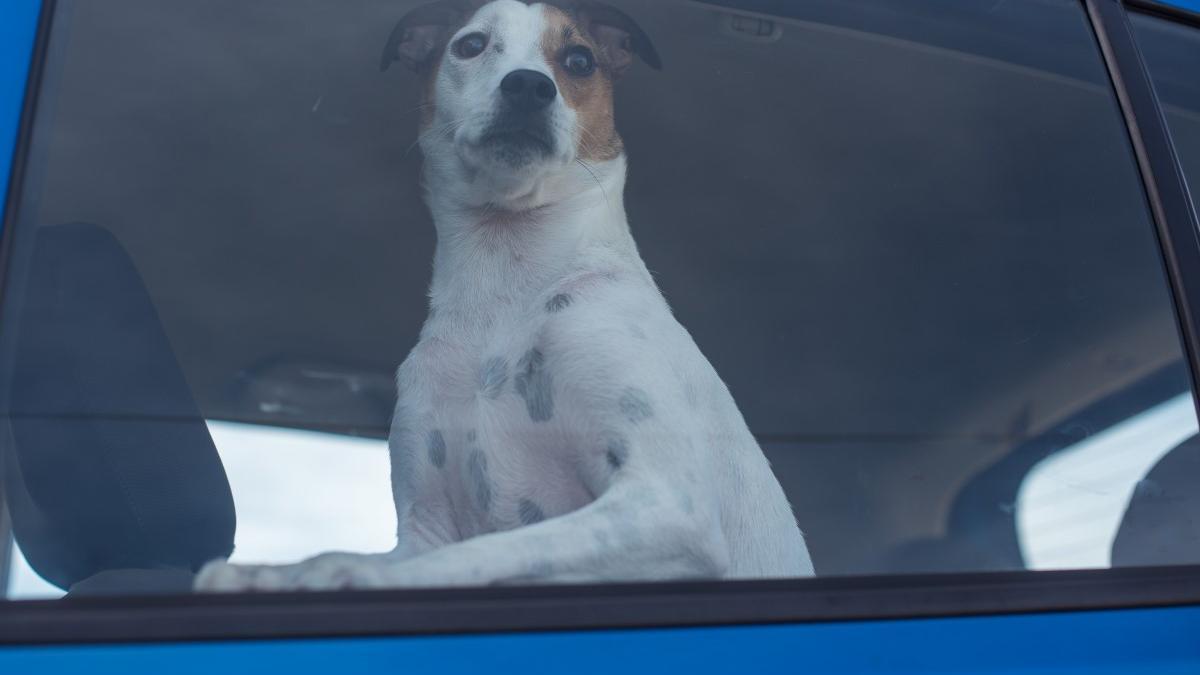 La ley no permite dejar a los perros solos dentro del coche.