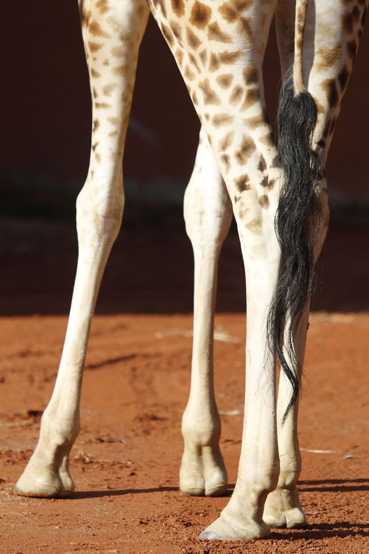 Bulería, la primera jirafa del Zoo de Córdoba