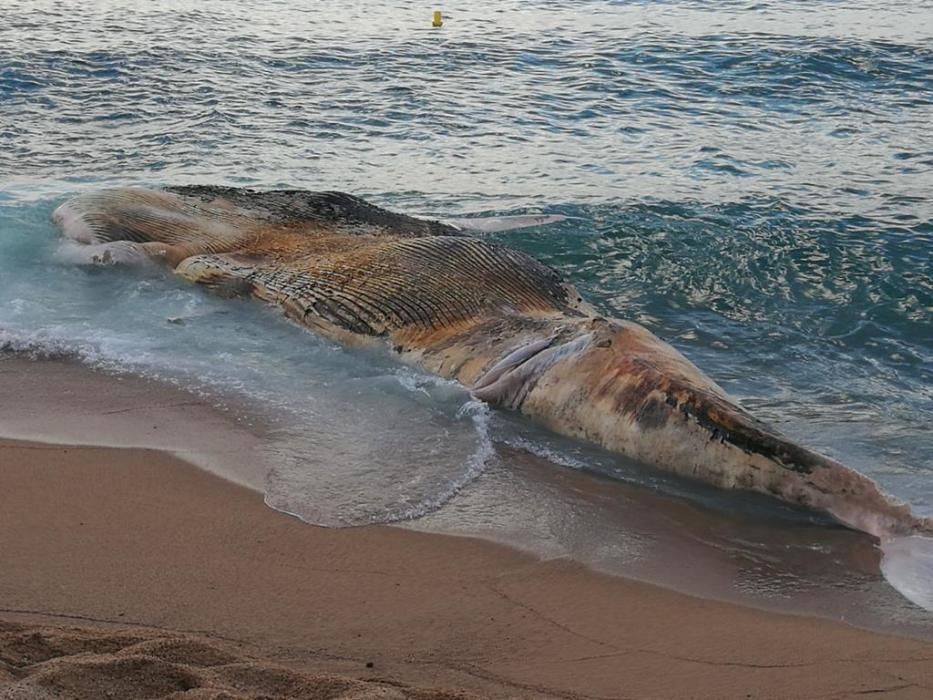 Apareix una balena morta a la platja gran de Lloret de Mar