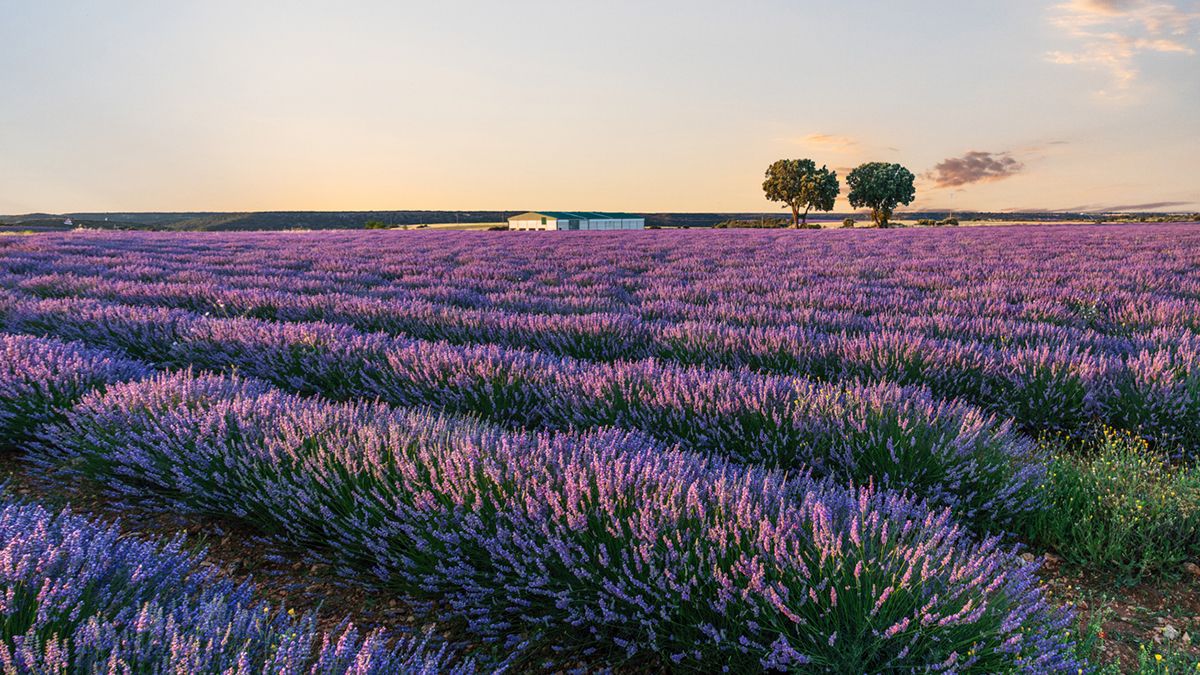 El manto violeta de los campos de lavanda de Brihuega se ha convertido en el icono natural de la Alcarria y en uno de los paisajes más fotografiados de España