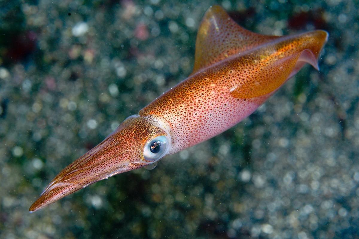 Calamar costero.