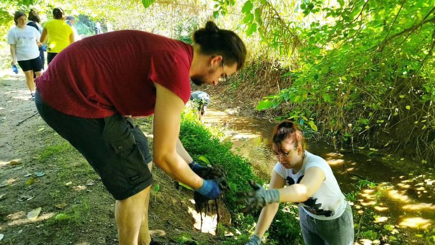 Una de las jornadas de retirada de residuos y especies invasoras en el río Couso, en Porriño.   | // D.P.