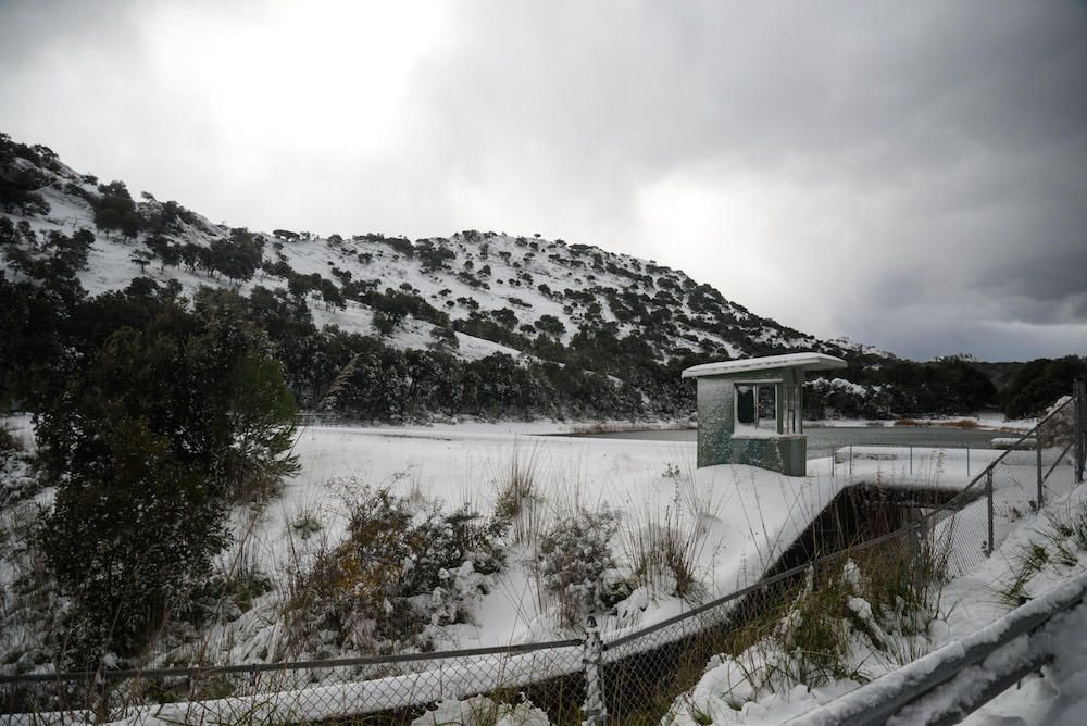 Der frühe Schnee hat am Samstag (2.12.) zahlreiche Insulaner in die Tramuntana gelockt, wo es die seltene Gelegenheit zu Schneeballschlachten oder zum Bau von Schneemännern gab.