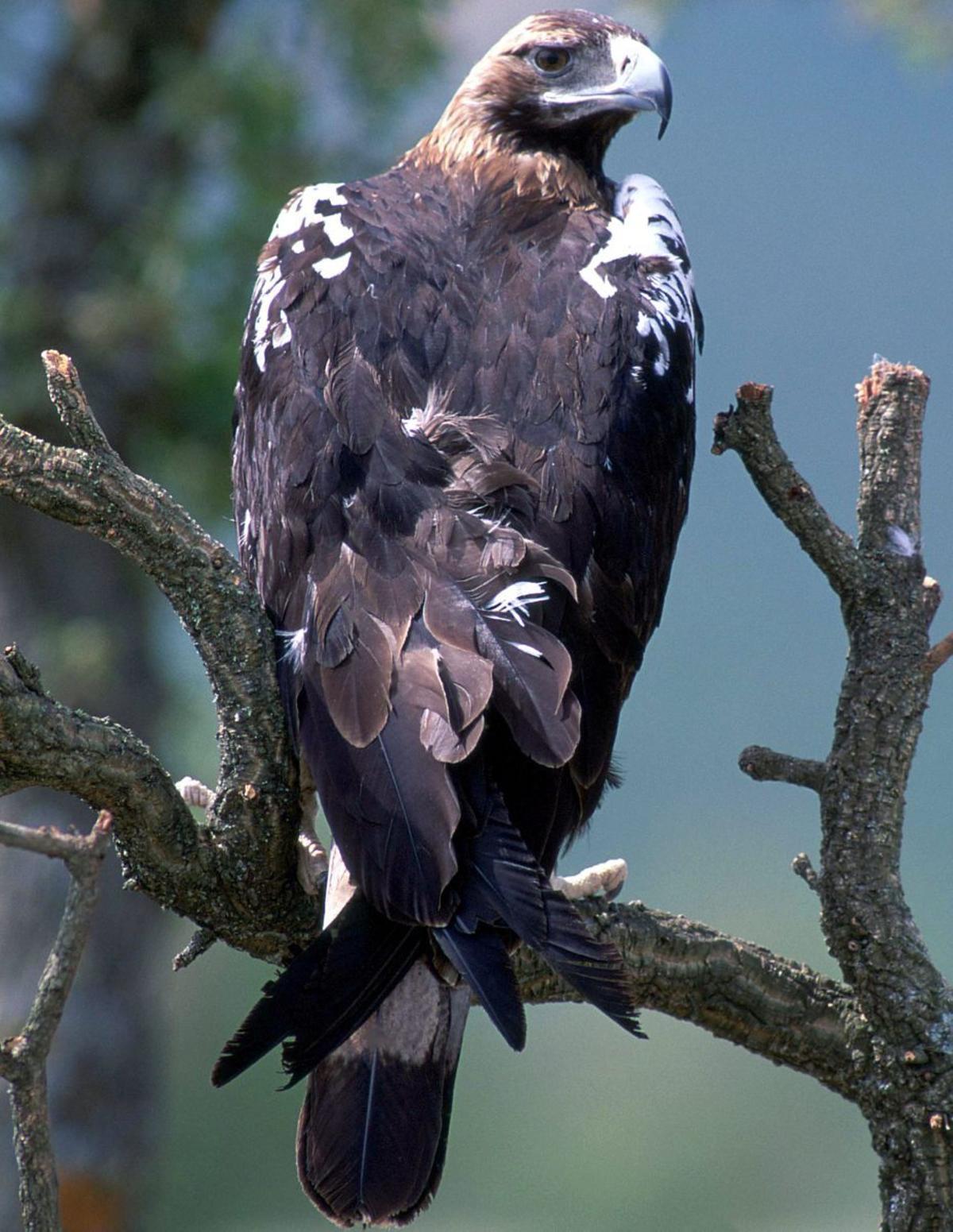 Ejemplar de águila imperial. | COLECTIVO AZÁLVARO / ICAL