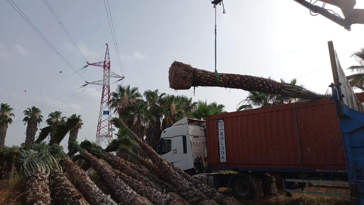 Con las intervenciones previstas, Cort habrá plantado más de 200 palmeras este mes de junio. | AYUNTAMIENTO DE PALMA