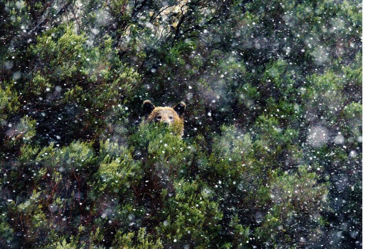 Somiedo, el concejo que retrata a los osos