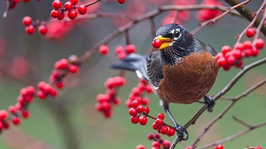 Las plantas se adaptan peor al calentamiento porque hay menos animales