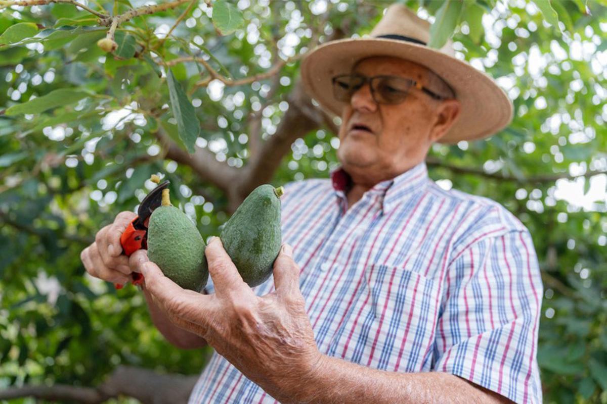 Emilio Afonso Rodríguez, en la actualidad como cultivador de árboles frutales en su finca de Mogán.