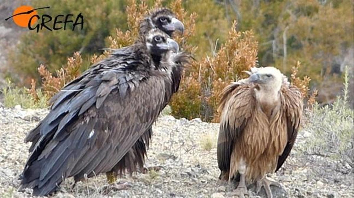 Hornos i Grèvol, dos mascles de voltor negre del Pirineu que s’aparellen sense femelles, amb un voltor comú.