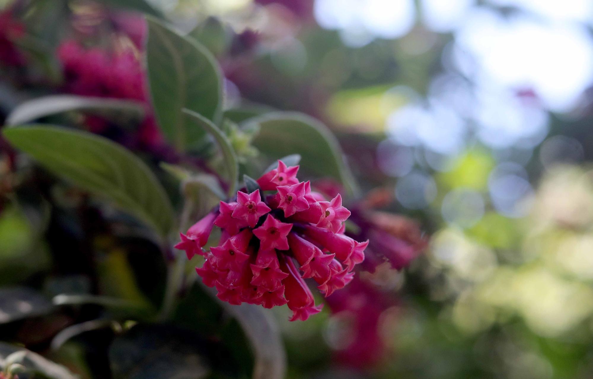 Las flores del Jardín Botánico en primavera