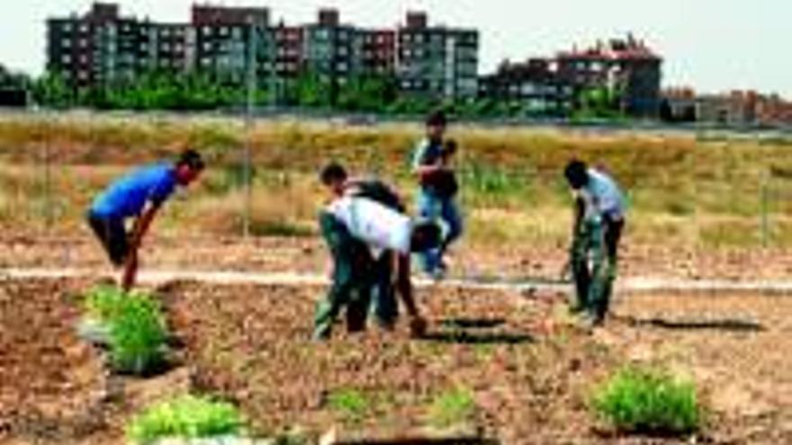 Los huertos empiezan a dar sus frutos