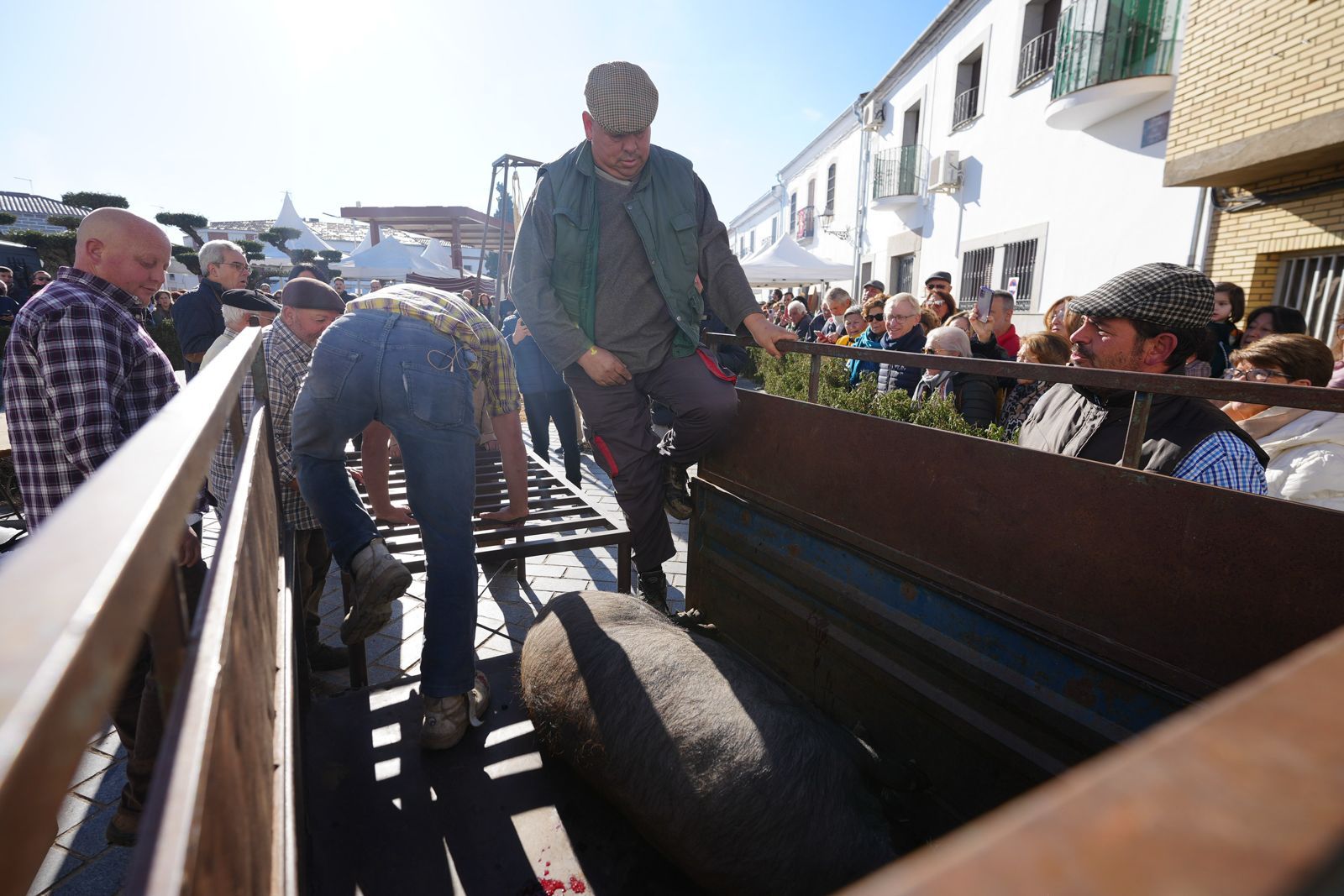 Alcaracejos celebra la matanza tradicional del cerdo