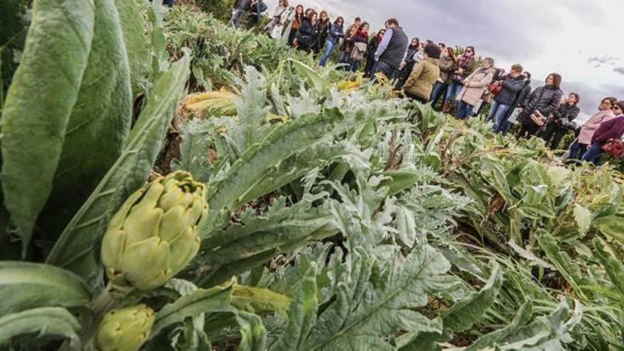 Arranca el IV Congreso Nacional de la Alcachofa para convertir Almoradí en un referente turístico