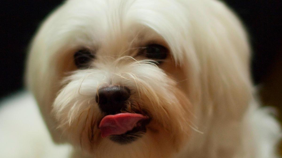 Bichón maltés.