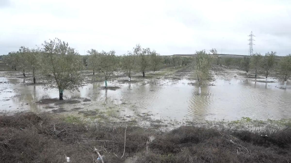 Vídeos | Campos anegados tras el desbordamiento del río Guadaíra por Arahal