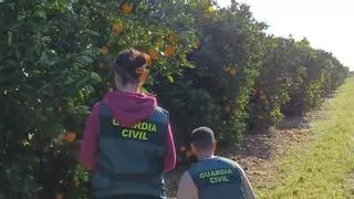 Almenara aborda la seguridad en la campaña citrícola