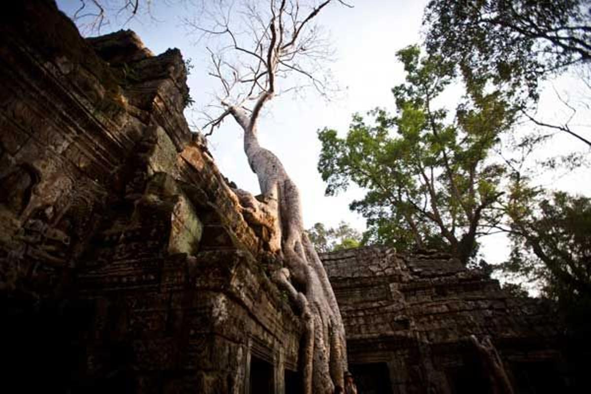 El Templo Ta Prohm se encuentra a un kilómetro de Angkor Thom.
