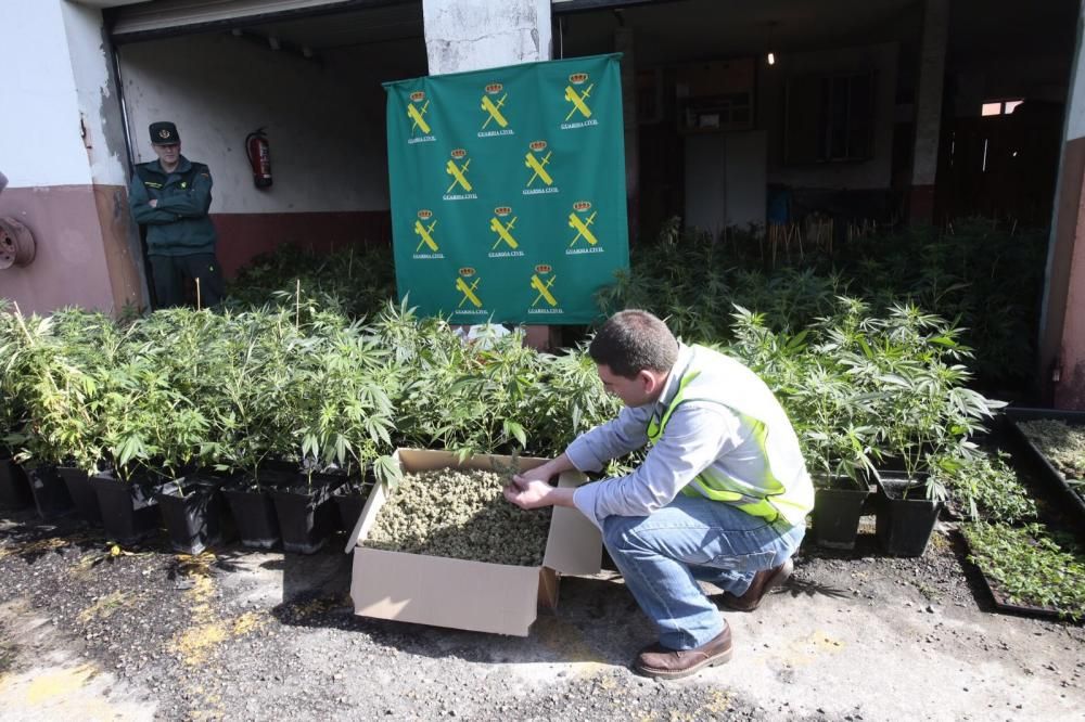 La Guardia Civil interviene en Porriño la mayor plantación de marihuana de Galicia