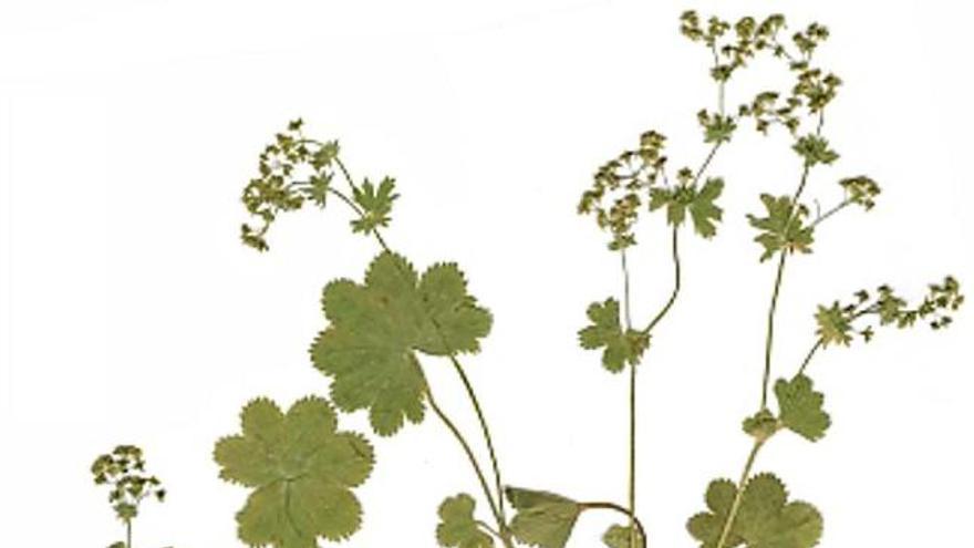 &#039;Alchemilla cadinensis&#039;