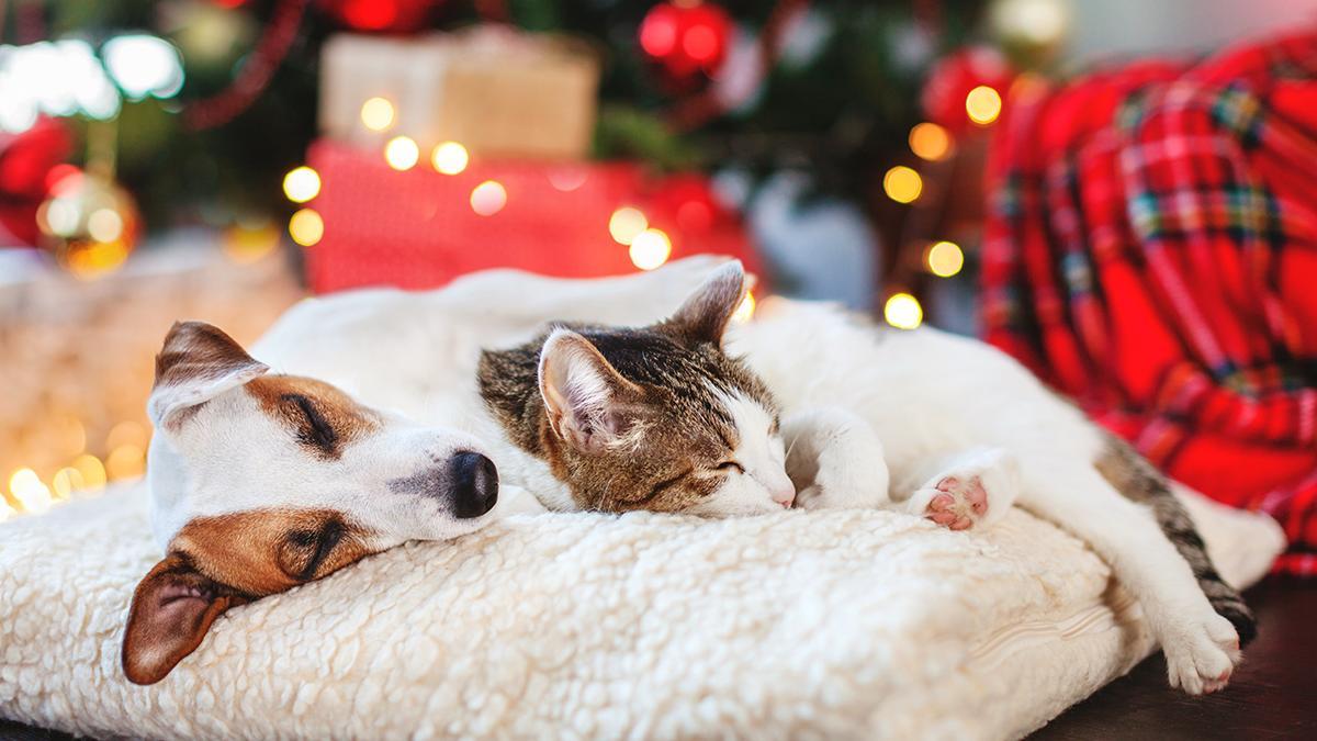 Mantener la rutina durante las fiestas es imprescindible para nuestras mascotas