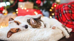 Mantener la rutina durante las fiestas es imprescindible para nuestras mascotas