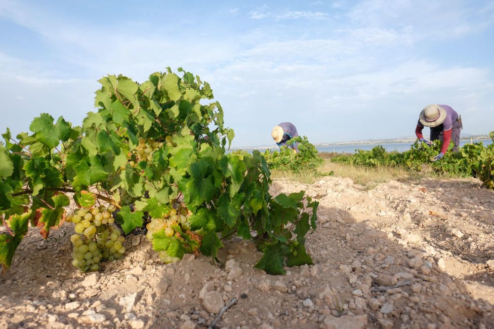 Comienza la vendimia más temprana de la península el parque natural de la laguna de La Mata. Sopla Levante elabora vinos de calidad del viñedo singular matero, sobre dunas fósiles, entre la laguna y e