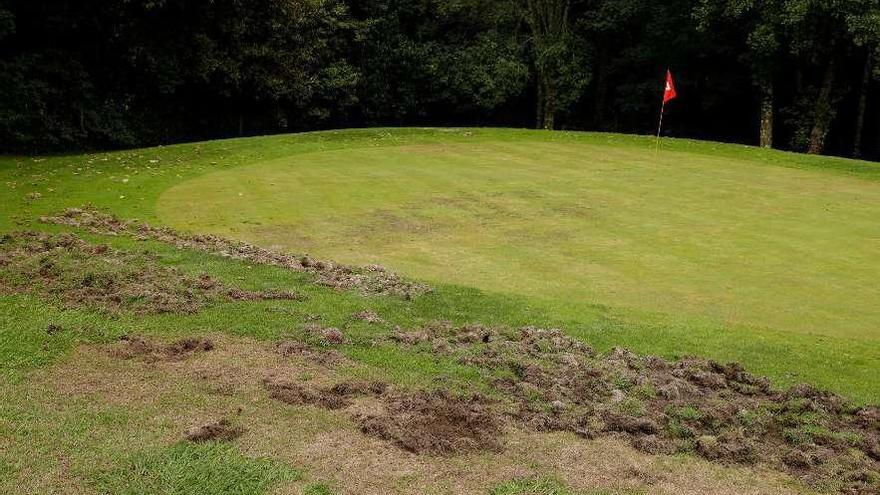 Daños causados por jabalíes en el campo de golf de El Tragamón este año.