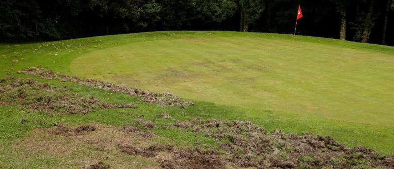 Daños causados por jabalíes en el campo de golf de El Tragamón este año.