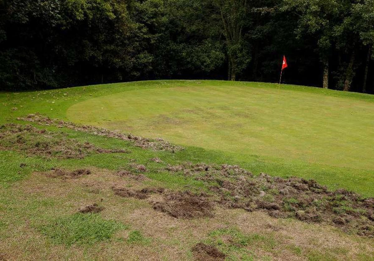 Daños causados por jabalíes en el campo de golf de El Tragamón este año.