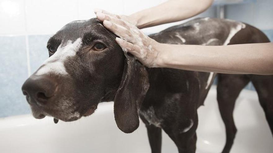 Al animalismo se viene duchado de casa