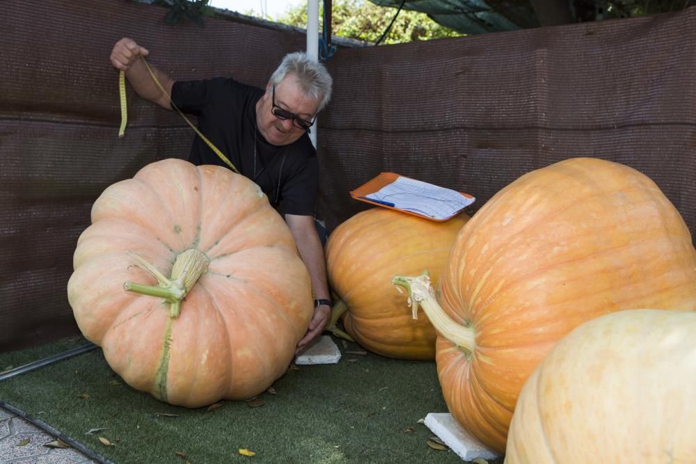 Calabazas gigantes en Alicante